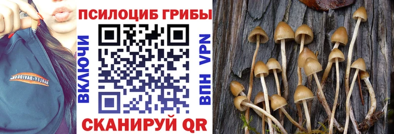 Псилоцибиновые грибы Psilocybe Петров Вал
